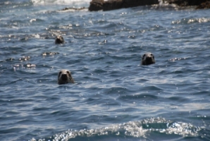 Seals 3